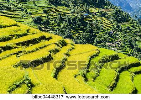 Agricultural landscape, green rice terraces and barley fields in Upper Modi Khola valley, Landruk, Kaski District, Nepal, Asia View Large Photo Image Stock Photo - Agricultural landscape, green rice terraces and barley fields in Upper Modi Khola valley, Landruk, Kaski District, Nepal, Asia. Fotosearch