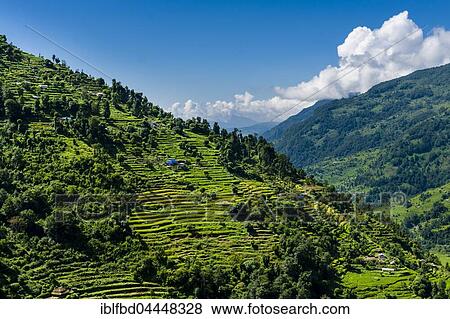 Agricultural landscape, green rice terraces and barley fields, farmhouses in Upper Modi Khola valley, Landruk, Kaski District, Nepal, Asia View Large Photo Image Stock Photo - Agricultural landscape, green rice terraces and barley fields, farmhouses in Upper Modi Khola valley, Landruk, Kaski District, Nepal, Asia. Fotosearch