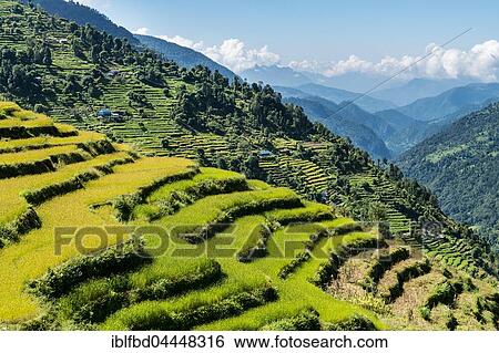 Agricultural landscape, green rice terraces and barley fields in Upper Modi Khola valley, Landruk, Kaski District, Nepal, Asia View Large Photo Image Stock Photograph - Agricultural landscape, green rice terraces and barley fields in Upper Modi Khola valley, Landruk, Kaski District, Nepal, Asia. Fotosearch