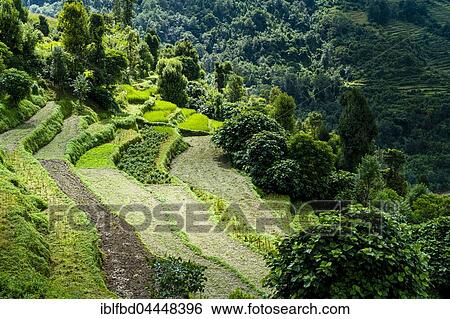 Agricultural landscape, green rice terraces and vegetable fields surrounded by trees, Upper Modi Khola valley, Landruk, Kaski District, Nepal, Asia View Large Photo Image Stock Photograph - Agricultural landscape, green rice terraces and vegetable fields surrounded by trees, Upper Modi Khola valley, Landruk, Kaski District, Nepal, Asia. Fotosearch
