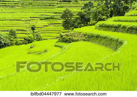 Agricultural landscape, green terrace rice fields, Upper Marsyangdi valley, Bahundanda, Lamjung District, Nepal, Asia View Large Photo Image Stock Photo - Agricultural landscape, green terrace rice fields, Upper Marsyangdi valley, Bahundanda, Lamjung District, Nepal, Asia. Fotosearch