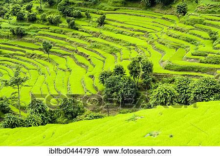 Agricultural landscape, green terrace rice fields, Upper Marsyangdi valley, Bahundanda, Lamjung District, Nepal, Asia View Large Photo Image Stock Photo - Agricultural landscape, green terrace rice fields, Upper Marsyangdi valley, Bahundanda, Lamjung District, Nepal, Asia. Fotosearch