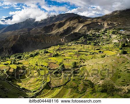Agricultural landscape with barley fields, Upper Kali Gandaki valley, Muktinath, Mustang District, Nepal, Asia View Large Photo Image Stock Photograph - Agricultural landscape with barley fields, Upper Kali Gandaki valley, Muktinath, Mustang District, Nepal, Asia. Fotosearch