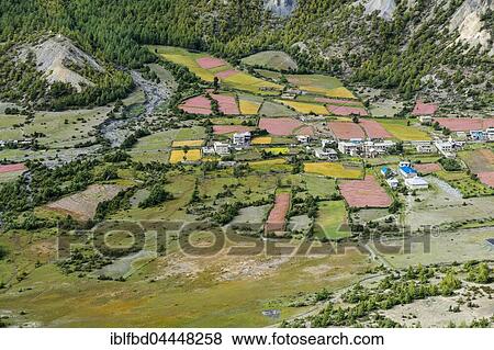 Agricultural landscape with blossoming pink buckwheat fields with Humde village, Upper Marsyangdi Valley, Ngawal, Manang, Nepal, Asia View Large Photo Image Stock Photo - Agricultural landscape with blossoming pink buckwheat fields with Humde village, Upper Marsyangdi Valley, Ngawal, Manang, Nepal, Asia. Fotosearch