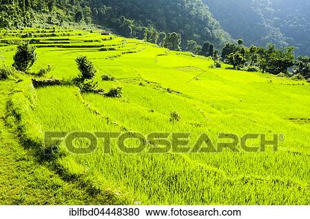 Agricultural landscape with green rice fields, Upper Harpan Khola valley, Tollogau, Kaski District, Nepal, Asia View Large Photo Image Stock Image - Agricultural landscape with green rice fields, Upper Harpan Khola valley, Tollogau, Kaski District, Nepal, Asia. Fotosearch