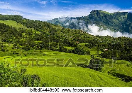 Agricultural landscape with green terrace rice fields, Chitre, Upper Kali Gandaki valley, Myagdi District, Nepal, Asia View Large Photo Image Stock Image - Agricultural landscape with green terrace rice fields, Chitre, Upper Kali Gandaki valley, Myagdi District, Nepal, Asia. Fotosearch