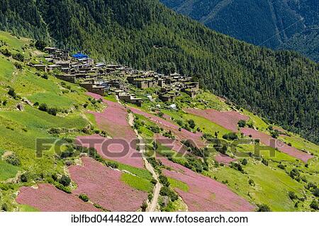 Agricultural landscape with pink buckwheat fields in blossom, Upper Marsyangdi valley, Ghyaru, Manang District, Nepal, Asia View Large Photo Image Stock Image - Agricultural landscape with pink buckwheat fields in blossom, Upper Marsyangdi valley, Ghyaru, Manang District, Nepal, Asia. Fotosearch