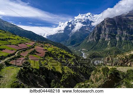 Agricultural landscape with pink buckwheat fields in blossom, Upper Marsyangdi valley, snowcapped mountain Annapurna 2, Ghyaru, Manang District, Nepal, Asia View Large Photo Image Stock Photo - Agricultural landscape with pink buckwheat fields in blossom, Upper Marsyangdi valley, snowcapped mountain Annapurna 2, Ghyaru, Manang District, Nepal, Asia. Fotosearch
