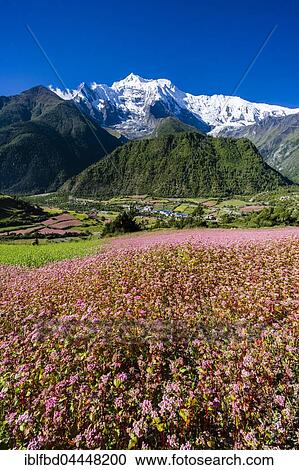 Agricultural landscape with the snowcapped mountain Annapurna 2, pink buckwheat fields in blossom, Upper Marsyangdi valley, Upper Pisang, Manang District, Nepal, Asia View Large Photo Image Stock Image - Agricultural landscape with the snowcapped mountain Annapurna 2, pink buckwheat fields in blossom, Upper Marsyangdi valley, Upper Pisang, Manang District, Nepal, Asia. Fotosearch