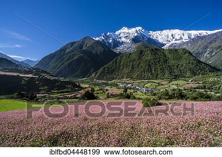 Agricultural landscape with the snowcapped mountain Annapurna 2, pink buckwheat fields in blossom, Upper Marsyangdi valley, Upper Pisang, Manang District, Nepal, Asia View Large Photo Image Stock Photo - Agricultural landscape with the snowcapped mountain Annapurna 2, pink buckwheat fields in blossom, Upper Marsyangdi valley, Upper Pisang, Manang District, Nepal, Asia. Fotosearch