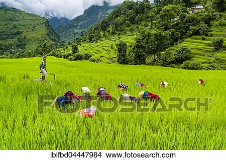 Agricultural landscape, women working in green terrace rice fields, in Upper Marsyangdi valley, Bahundanda, Lamjung District, Nepal, Asia View Large Photo Image Picture - Agricultural landscape, women working in green terrace rice fields, in Upper Marsyangdi valley, Bahundanda, Lamjung District, Nepal, Asia. Fotosearch