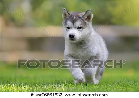 Alaskan Malamute puppy running across the meadow, Bavaria, Germany, Europe View Large Photo Image Stock Image - Alaskan Malamute puppy running across the meadow, Bavaria, Germany, Europe. Fotosearch