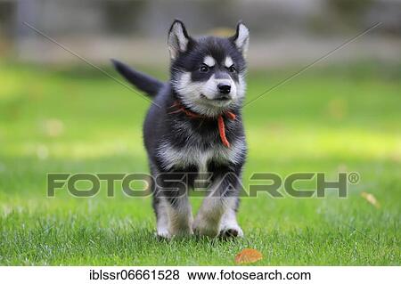 Alaskan Malamute puppy running across the meadow, Bavaria, Germany, Europe View Large Photo Image Stock Photo - Alaskan Malamute puppy running across the meadow, Bavaria, Germany, Europe. Fotosearch