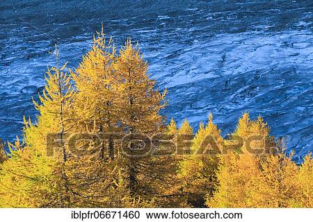 Aletsch glacier and larches, Valais, Switzerland, Europe View Large Photo Image Stock Image - Aletsch glacier and larches, Valais, Switzerland, Europe. Fotosearch
