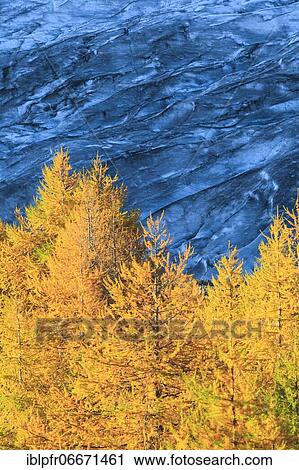 Aletsch glacier and larches, Valais, Switzerland, Europe View Large Photo Image Stock Image - Aletsch glacier and larches, Valais, Switzerland, Europe. Fotosearch