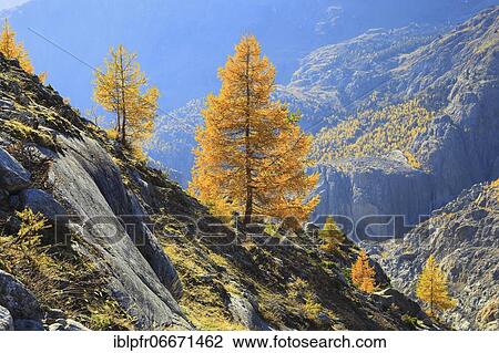 Aletsch glacier and larches, Valais, Switzerland, Europe View Large Photo Image Stock Image - Aletsch glacier and larches, Valais, Switzerland, Europe. Fotosearch