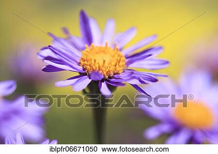 Stock Image - Alpine aster (Aster alpinus), Switzerland, Europe. Fotosearch