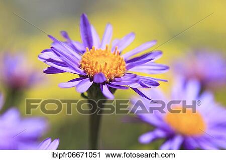 Alpine aster (Aster alpinus), Switzerland, Europe View Large Photo Image Stock Image - Alpine aster (Aster alpinus), Switzerland, Europe. Fotosearch