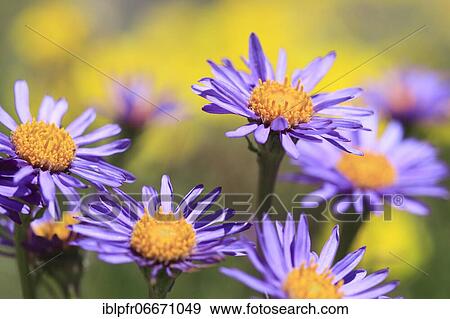 Stock Photo - Alpine aster (Aster alpinus), Switzerland, Europe. Fotosearch