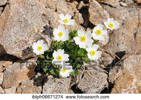 Picture - Alpine buttercup (Ranunculus alpestris), Switzerland, Europe. Fotosearch