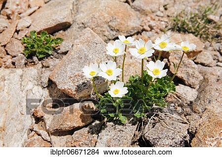 Alpine buttercup (Ranunculus alpestris), Switzerland, Europe View Large Photo Image Picture - Alpine buttercup (Ranunculus alpestris), Switzerland, Europe. Fotosearch
