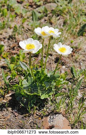 Alpine buttercup (Ranunculus alpestris), Switzerland, Europe View Large Photo Image Stock Image - Alpine buttercup (Ranunculus alpestris), Switzerland, Europe. Fotosearch