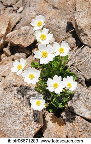 Alpine buttercup (Ranunculus alpestris), Switzerland, Europe View Large Photo Image Stock Image - Alpine buttercup (Ranunculus alpestris), Switzerland, Europe. Fotosearch