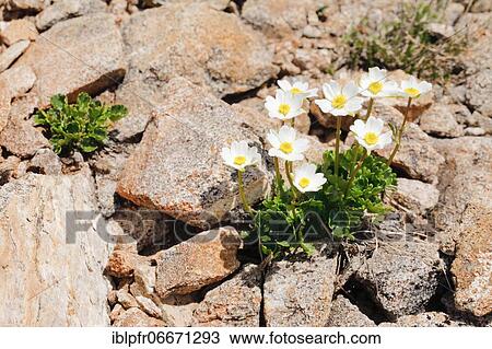 Alpine buttercup (Ranunculus alpestris), Switzerland, Europe View Large Photo Image Stock Image - Alpine buttercup (Ranunculus alpestris), Switzerland, Europe. Fotosearch