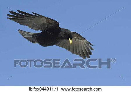 Stock Image - Alpine Chough (Pyrrhocorax graculus) in flight, Tyrol, Austria, Europe. Fotosearch