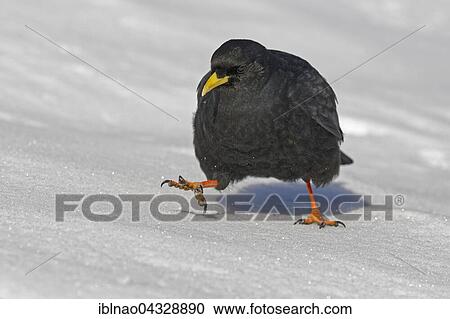 Alpine chough (Pyrrhocorax graculus), in snow, Dolomites, South Tyrol, Italy, Europe View Large Photo Image Stock Image - Alpine chough (Pyrrhocorax graculus), in snow, Dolomites, South Tyrol, Italy, Europe. Fotosearch