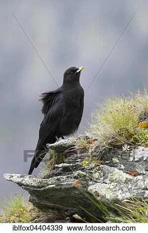Alpine Chough (Pyrrhocorax graculus) sitting on rock, Tyrol, Austria, Europe View Large Photo Image Stock Photo - Alpine Chough (Pyrrhocorax graculus) sitting on rock, Tyrol, Austria, Europe. Fotosearch
