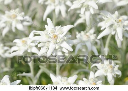Alpine Edelweiss (Leontopodium alpinum), Switzerland, Europe View Large Photo Image Picture - Alpine Edelweiss (Leontopodium alpinum), Switzerland, Europe. Fotosearch