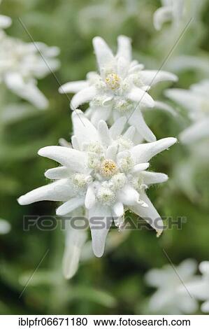 Alpine Edelweiss (Leontopodium alpinum), Switzerland, Europe View Large Photo Image Stock Image - Alpine Edelweiss (Leontopodium alpinum), Switzerland, Europe. Fotosearch