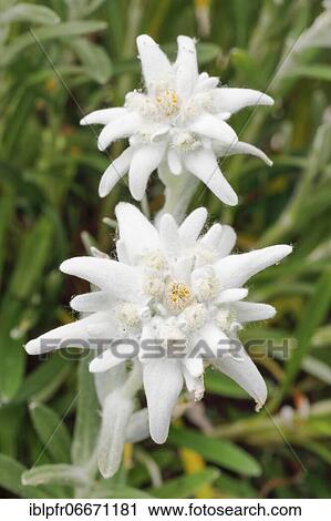 Stock Image - Alpine Edelweiss (Leontopodium alpinum), Switzerland, Europe. Fotosearch