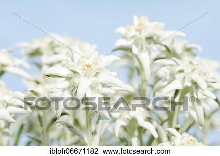 Stock Image - Alpine Edelweiss (Leontopodium alpinum), Switzerland, Europe. Fotosearch