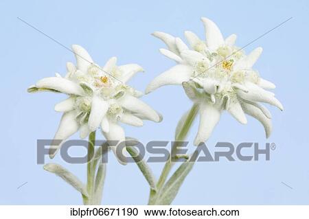 Alpine Edelweiss (Leontopodium alpinum), Switzerland, Europe View Large Photo Image Stock Image - Alpine Edelweiss (Leontopodium alpinum), Switzerland, Europe. Fotosearch