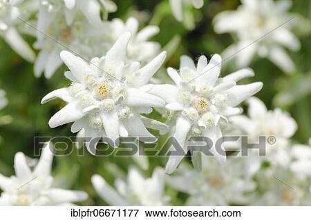 Alpine Edelweiss (Leontopodium alpinum), Switzerland, Europe View Large Photo Image Stock Photo - Alpine Edelweiss (Leontopodium alpinum), Switzerland, Europe. Fotosearch