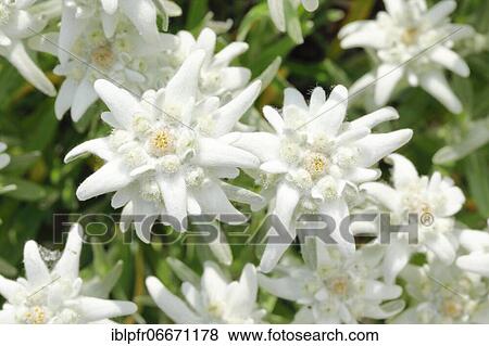 Alpine Edelweiss (Leontopodium alpinum), Switzerland, Europe View Large Photo Image Stock Photo - Alpine Edelweiss (Leontopodium alpinum), Switzerland, Europe. Fotosearch