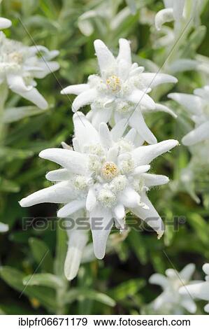 Alpine Edelweiss (Leontopodium alpinum), Switzerland, Europe View Large Photo Image Stock Photo - Alpine Edelweiss (Leontopodium alpinum), Switzerland, Europe. Fotosearch