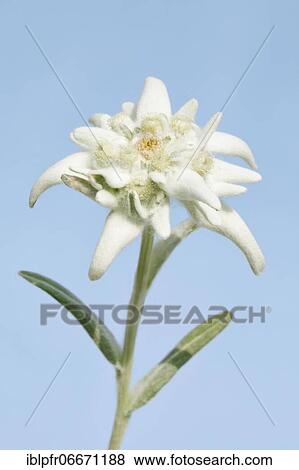 Stock Photo - Alpine Edelweiss (Leontopodium alpinum), Switzerland, Europe. Fotosearch