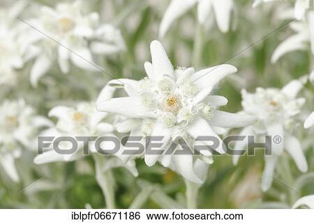 Alpine Edelweiss (Leontopodium alpinum), Switzerland, Europe View Large Photo Image Stock Photograph - Alpine Edelweiss (Leontopodium alpinum), Switzerland, Europe. Fotosearch