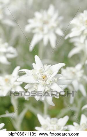 Stock Photography - Alpine Edelweiss (Leontopodium alpinum), Switzerland, Europe. Fotosearch
