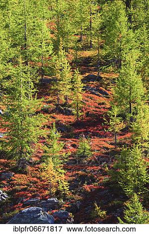 Alpine flora in autumn, Valais, Switzerland, Europe View Large Photo Image Stock Photo - Alpine flora in autumn, Valais, Switzerland, Europe. Fotosearch