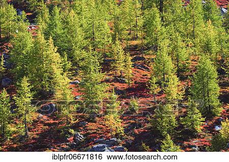 Alpine flora in autumn, Valais, Switzerland, Europe View Large Photo Image Stock Photograph - Alpine flora in autumn, Valais, Switzerland, Europe. Fotosearch