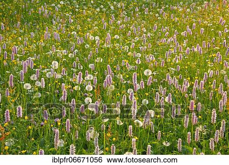 Stock Photograph - Alpine flower meadow, Switzerland, Europe. Fotosearch