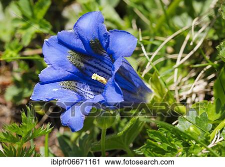 Alpine gentian, Swiss Alps View Large Photo Image Stock Image - Alpine gentian, Swiss Alps. Fotosearch