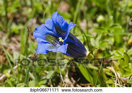 Alpine gentian, Swiss Alps View Large Photo Image Stock Image - Alpine gentian, Swiss Alps. Fotosearch