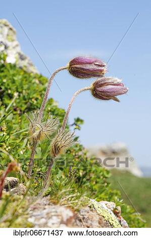 Alpine kitchen chaplet in mountain summer, Engelberg, Switzerland, Europe View Large Photo Image Stock Photo - Alpine kitchen chaplet in mountain summer, Engelberg, Switzerland, Europe. Fotosearch