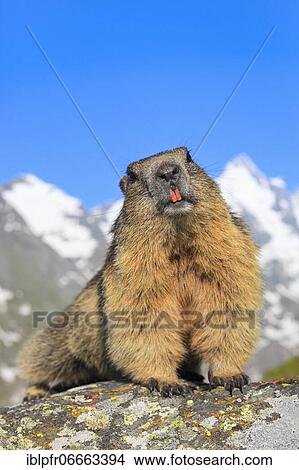 Picture - Alpine Marmot (Marmota marmota), Alpine Marmot, in front of the Großglockner, Austria, Europe. Fotosearch