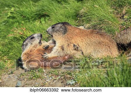 Alpine Marmot (Marmota marmota), Alpine Marmot View Large Photo Image Stock Image - Alpine Marmot (Marmota marmota), Alpine Marmot. Fotosearch